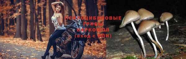 кокс Баксан