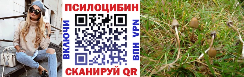 цены наркотик  Куровское  Галлюциногенные грибы Cubensis 